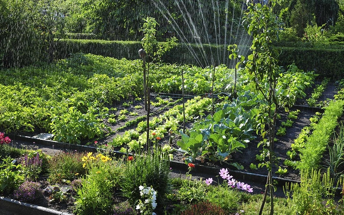 Proč rostliny prospívají lépe, když se o ně staráte s láskou - image 2