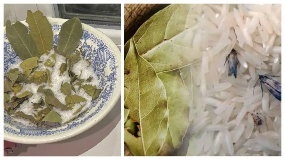 Proč dávám 3 bobkové listy do soli a zbytek do spíže s moukou? Tajná zbraň šéfkuchařů proti plísni a hmyzu