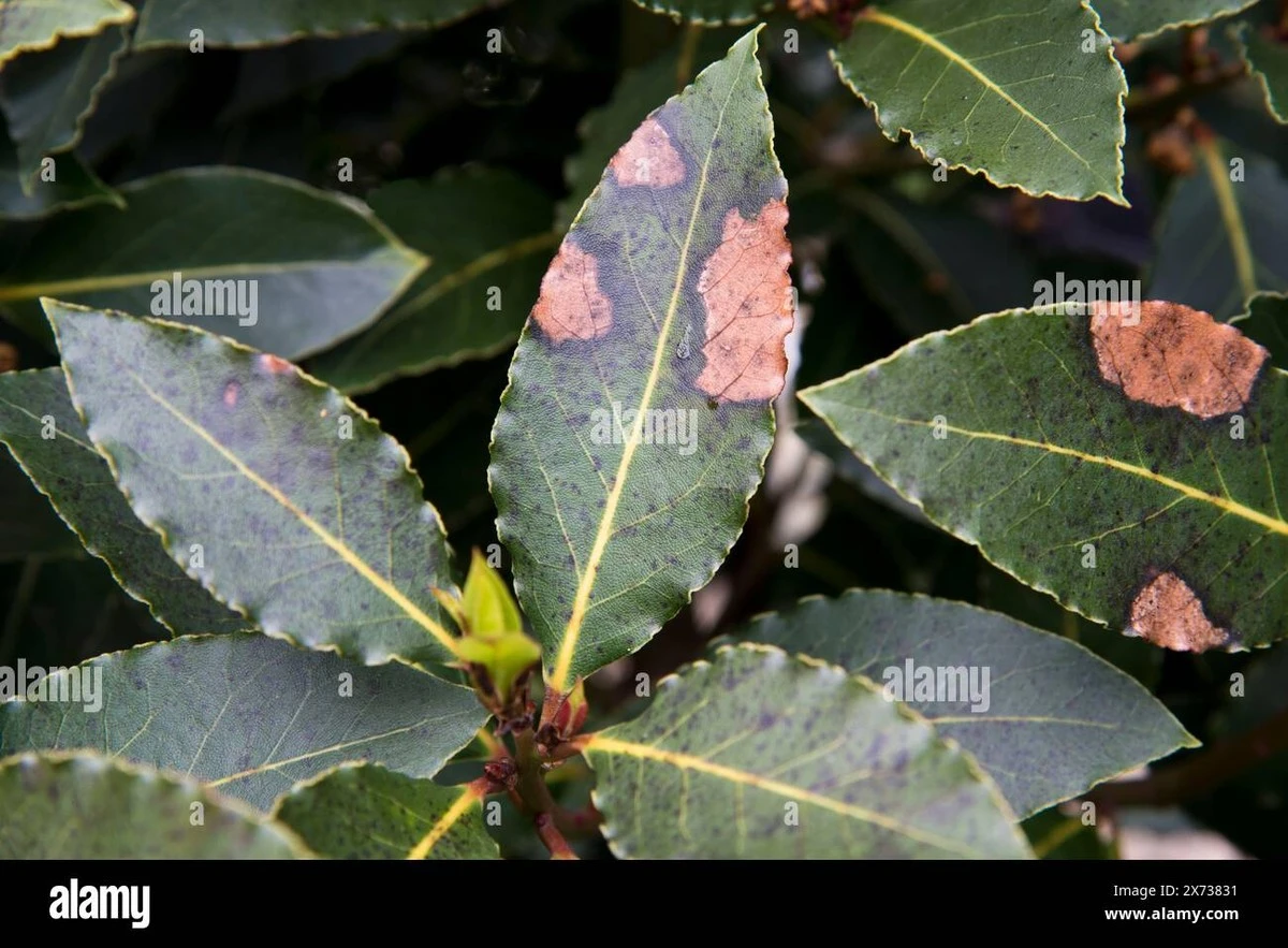 odkrycierokumis-extra-2.webp Odkrycie roku: Miskę soli na parapecie i dwa liście laurowe, a problem znika - image 2
