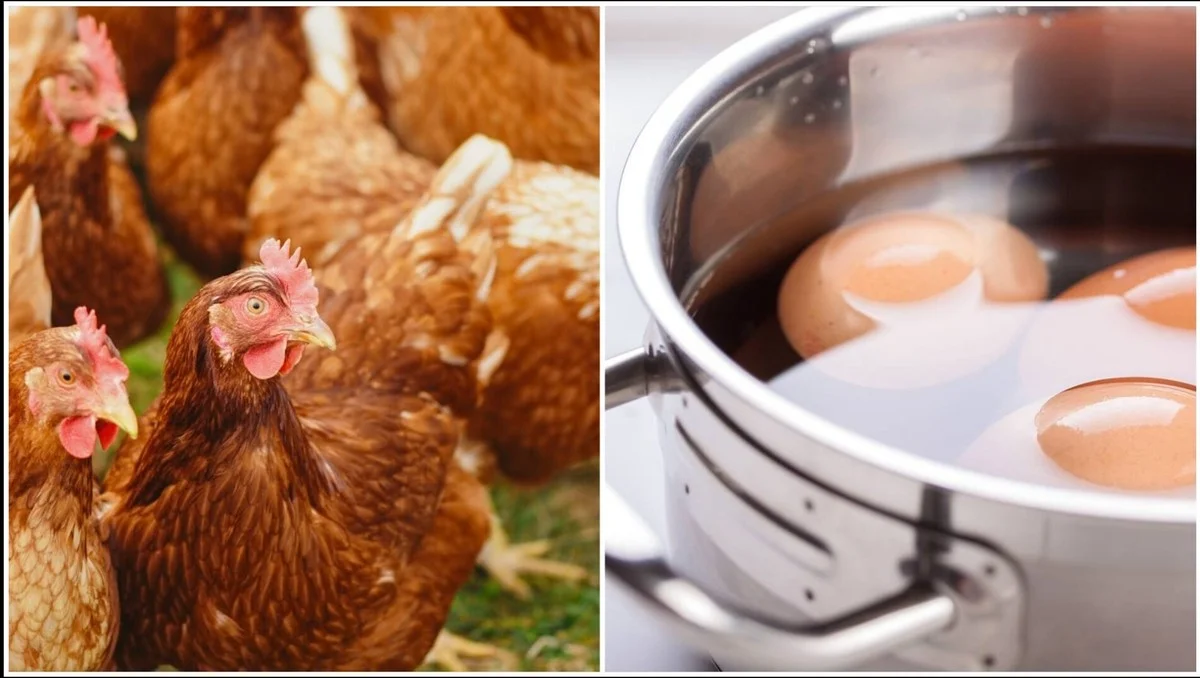Proč zkušení chovatelé nevyhazují vodu po vaření vajec: Zjistěte, jak v mínus 15 slepice nesou jako v létě