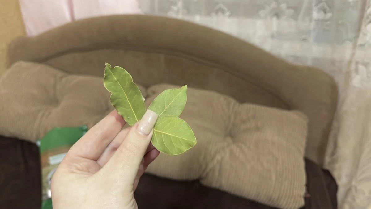 Proč zkušené hospodyňky dávají vavřínový list pod polštář před Velikonocemi: Moje malá, ale účinná vychytávka