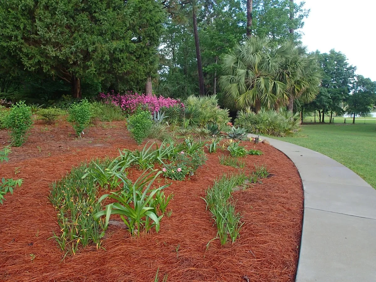 Tři důvody, proč zkušení zahradníci dávají borové jehličí pod azalky, ale kyselost půdy je nezajímá - image 1