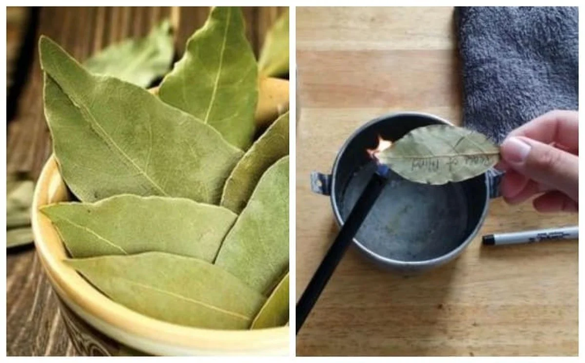 Proč dávám tři bobkové listy na topení a dva pod polštář: Nejlepší trik na ovzduší v domě - image 1