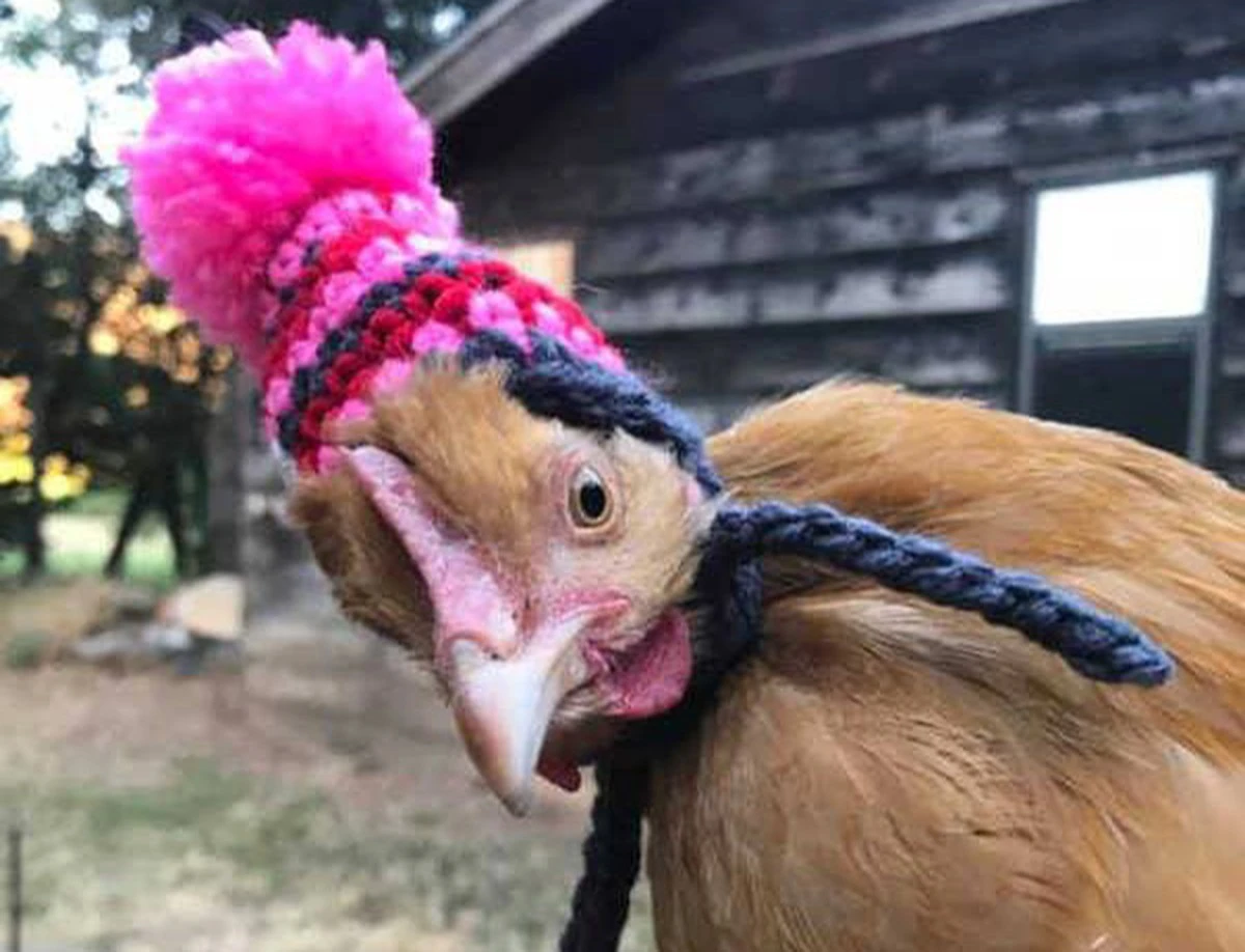 Proč vaše slepice v zimě nesou vajíčka jako v létě: Tajemná přísada do krmiva - image 1