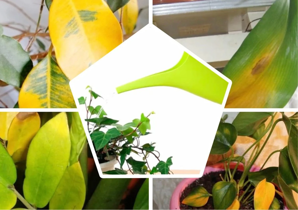 Proč listy vašich květin žloutnou: zrádná voda ničí pokojovky