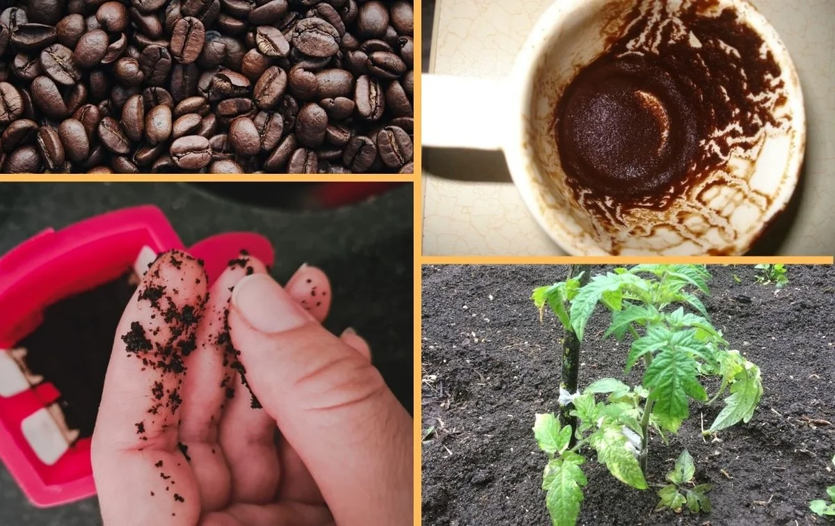 Tři důvody, proč zkušení Češi nikdy nevyhodí kávovou sedlinu (zahrada a domácnost)