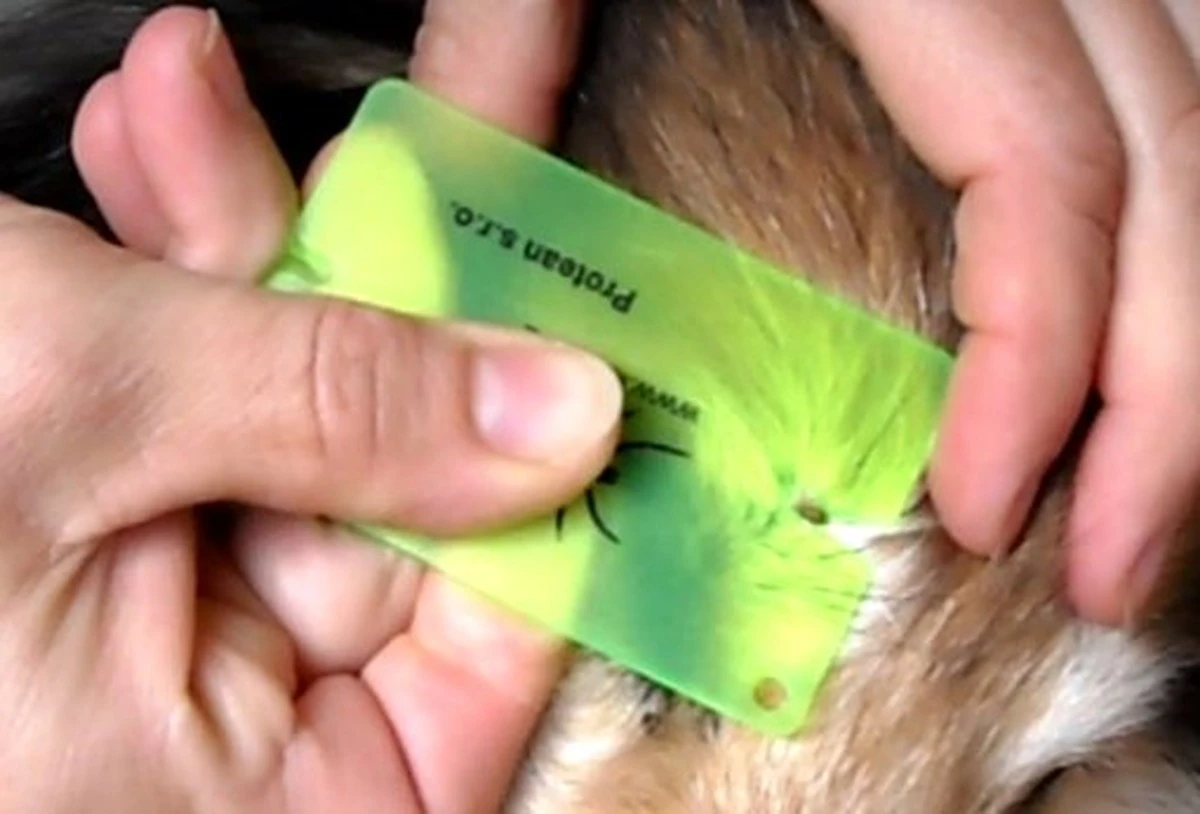 Jak vyndat klíště rychle a bezpečně: lesníci používají tuto jednoduchou metodu s PET lahví - image 1