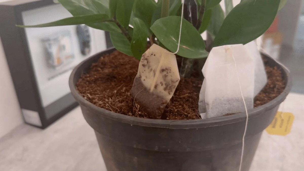 Zahrádkáři po celé vesnici sbírají čajové sáčky. Není to pověra, ale chytrý trik pro vaši zahradu