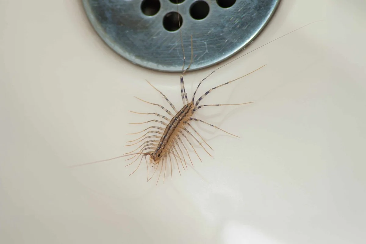 Expertní trik proti stonožkám: Proč zahradníci dávají houbu na dno květináče