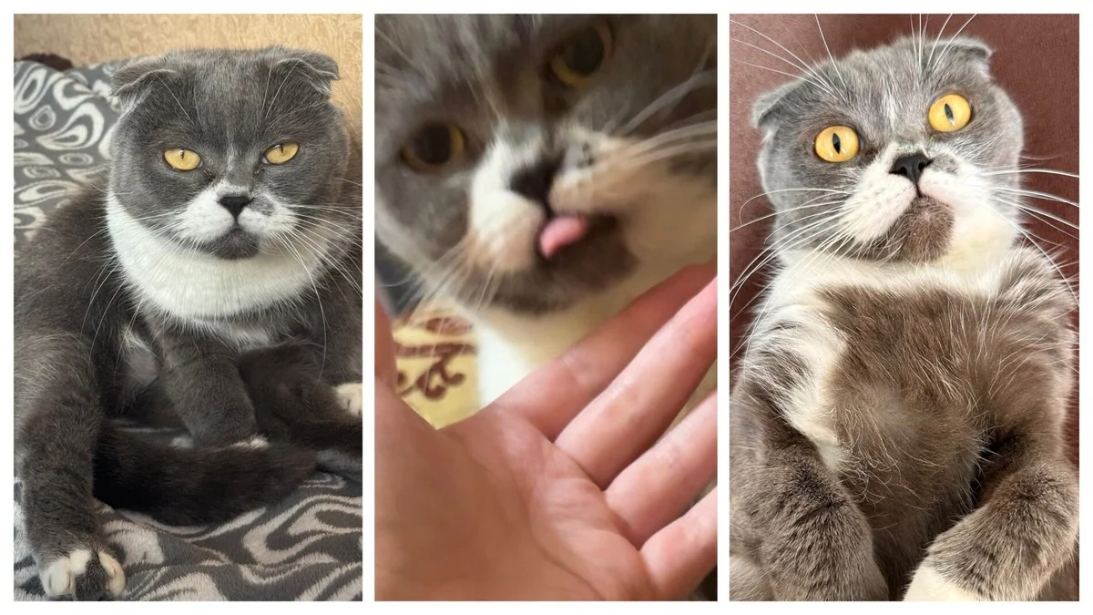 Kočky nejsou samotáři: Jak dlouho mohou zůstat doma samy bez deprese