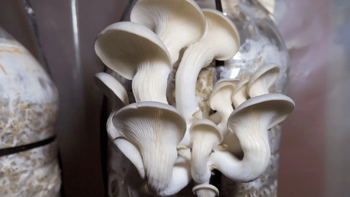 Kosení trávy může přinést nečekaný úlovek: jak na houby z plastové lahve