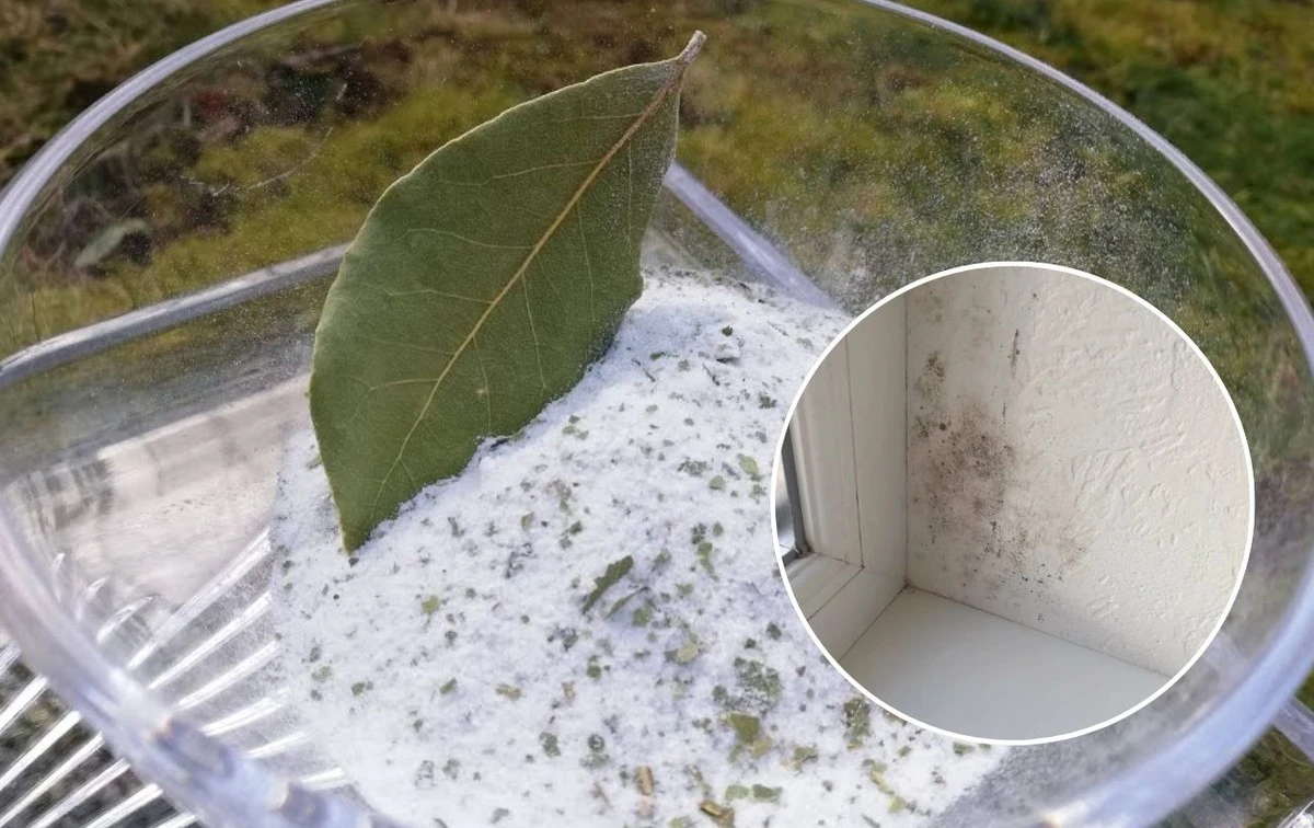 Старі бабусині хитрощі: як сіль та лавровий лист врятують ваші вікна від плісняви