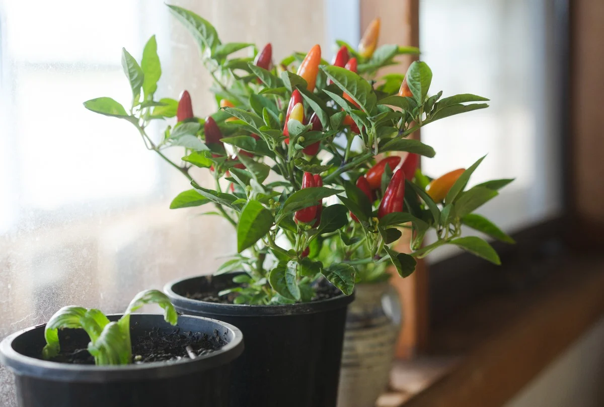 10 zeleninových favoritů, které vám v bytě porostou po celý rok (třešňová rajčata překvapí)