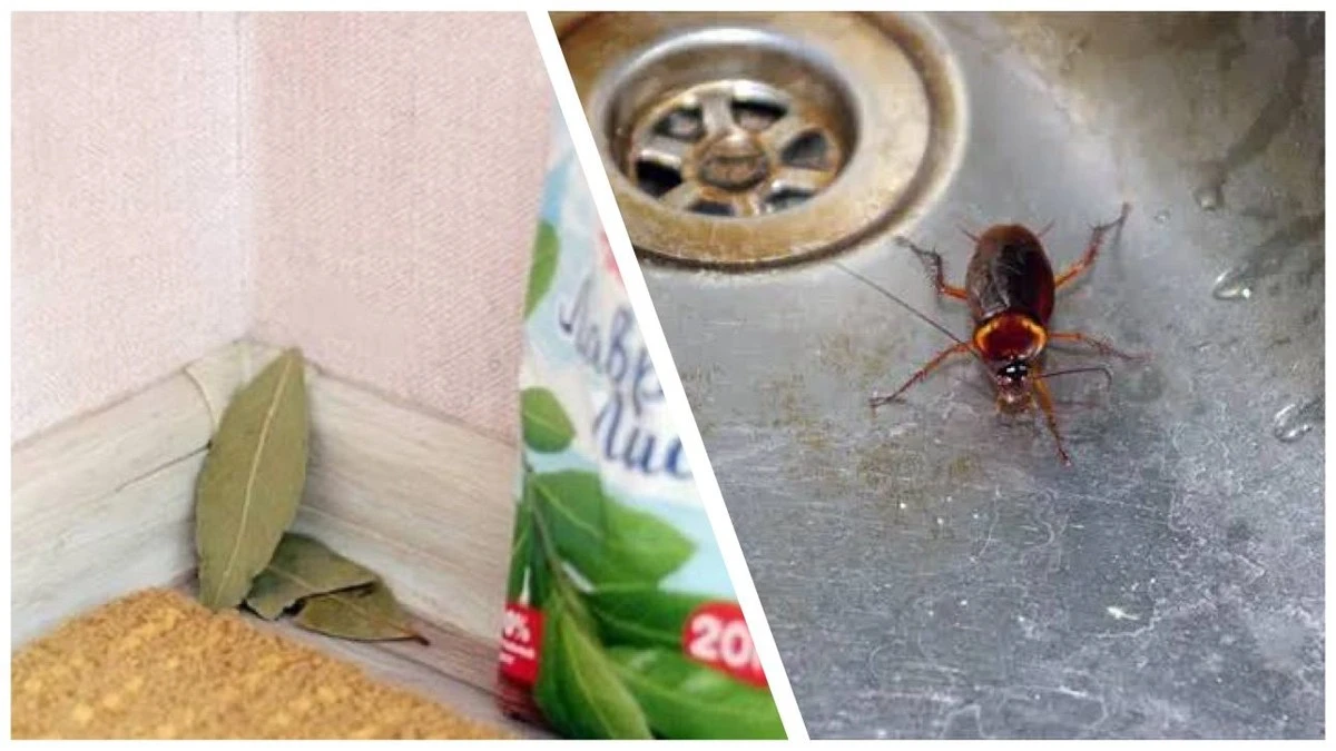 Proč platit za drahé insekticidy, když stačí bobkový list: rozmístěte po 1 v každém rohu bytu – a deratizéři utečou