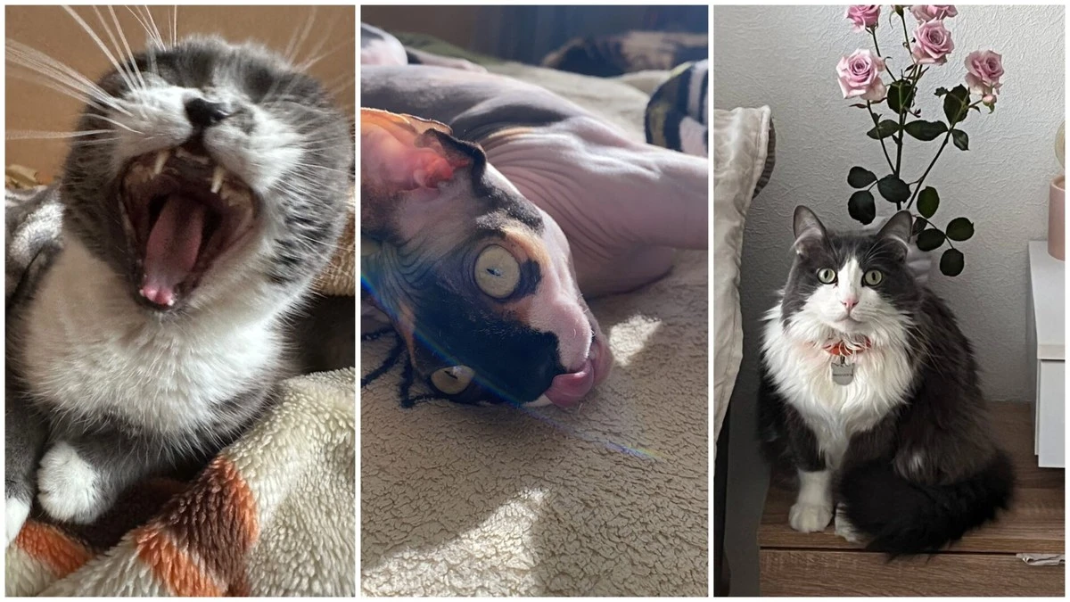 3. коčka, яку ви побачите, змусить вас сміятися до сліз (фото)