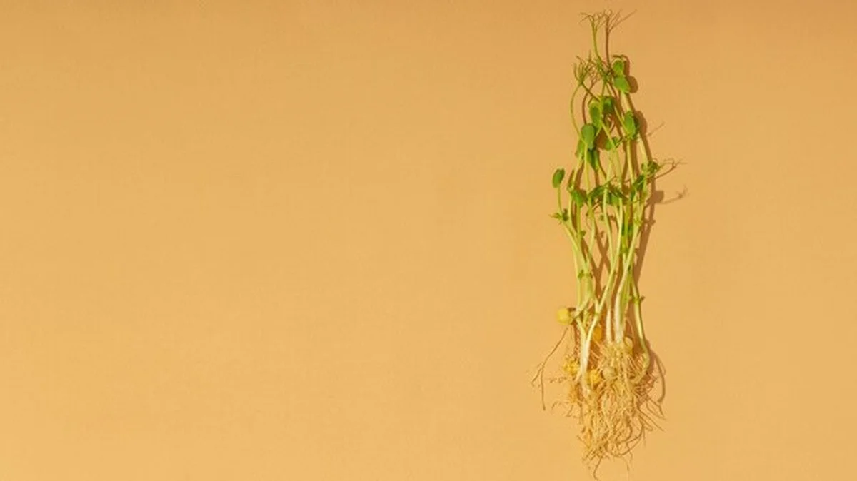 Vypěstujte si sezam doma: Vyhněte se jedné chybě, která zničí sklizeň! - image 1