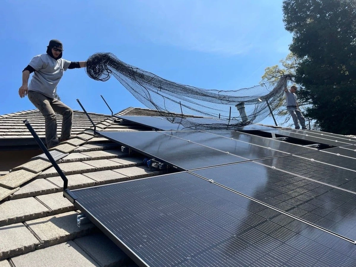 Proč zahrádkáři dávají slupky od cibule na střechu: unikátní ochrana solárních panelů - image 1