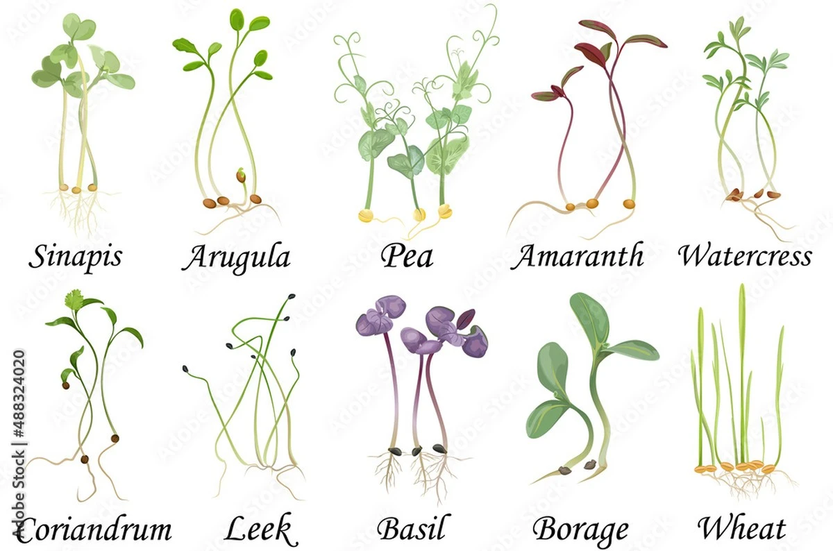 Mikrozelenina: malí zelení superhrdinové pro vaši jarní vitalitu - image 1