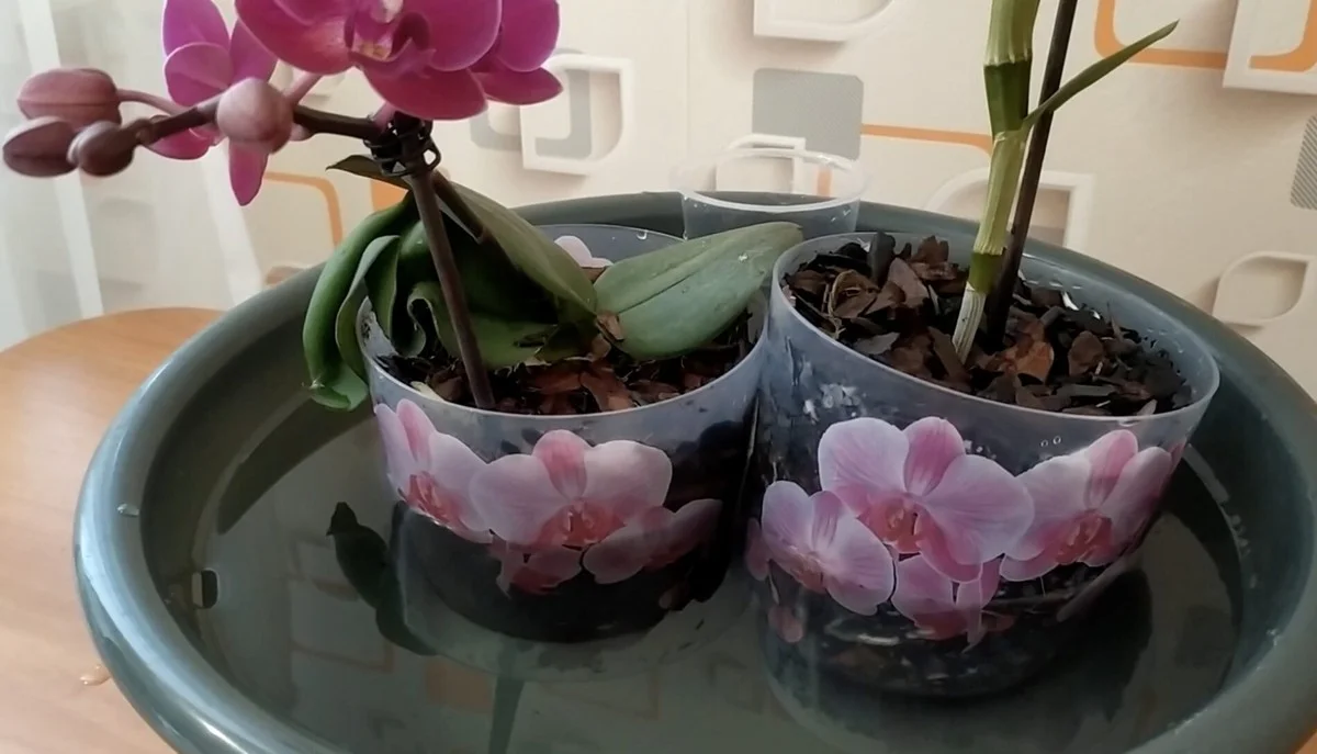 Proč se orchideje nedaří? Zkuste metodu, při které se na 10 minut namočí
