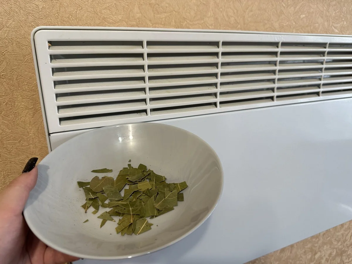 Proč zkušení Češi dávají bobkový list do bot (a nejen na topení)