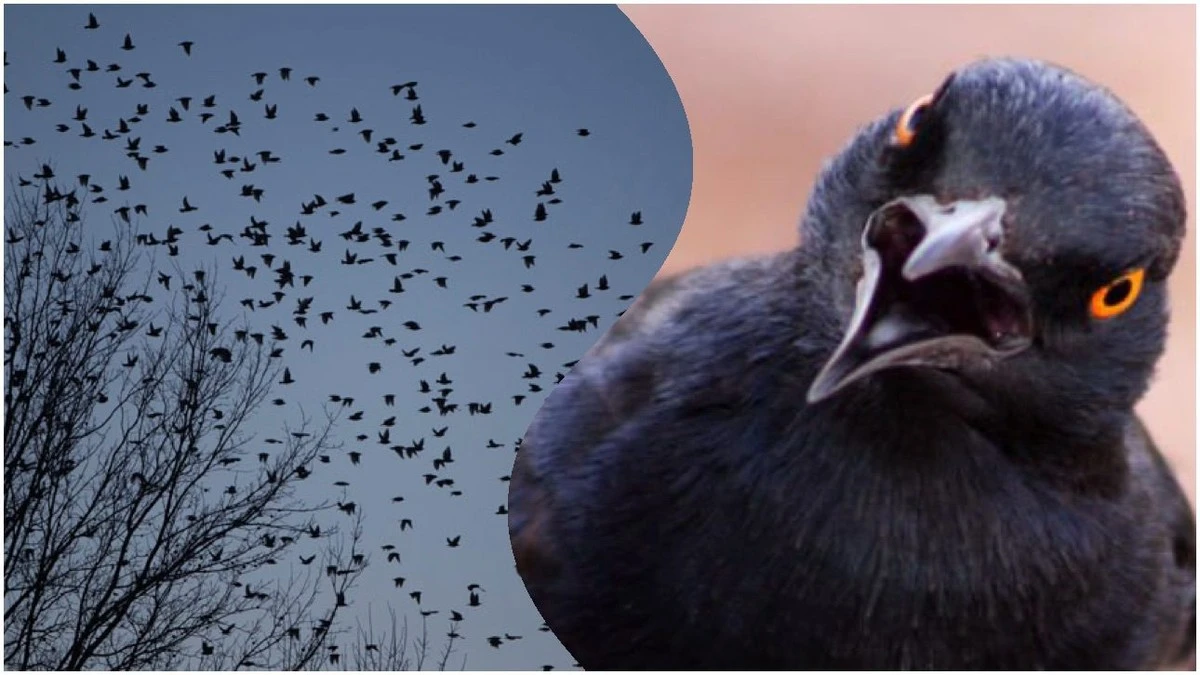 Stará babička odhalila: co znamená, když uvidíte tisíce černých ptáků na obloze