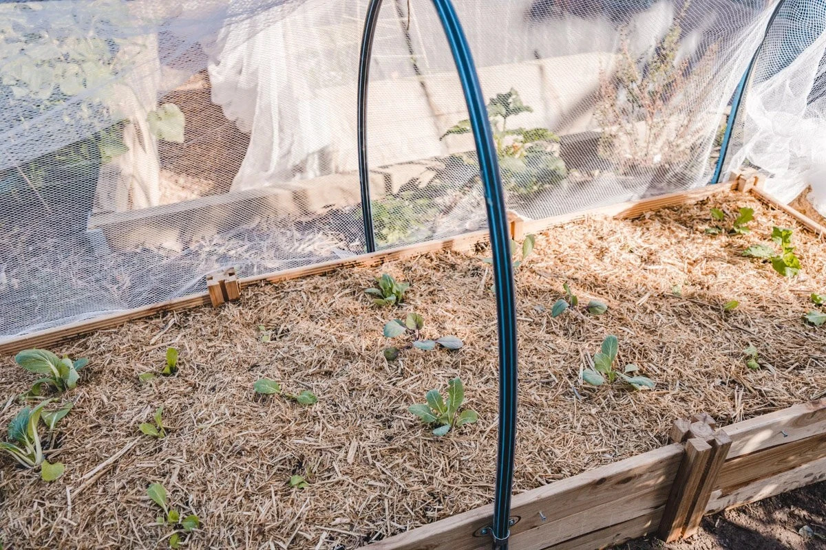 Pět plastových lahví proměněných v geniální zahradní síť: Susen už nevěří svým očím - image 2