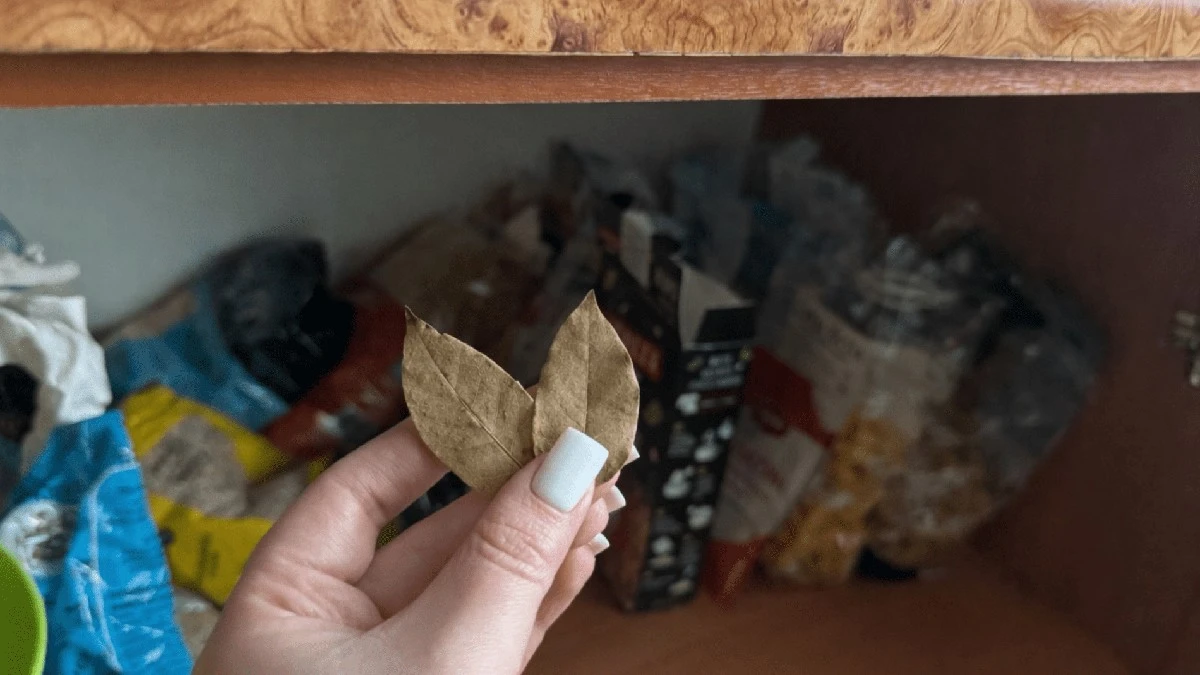 Proč zkušené hospodyňky dávají 7 bobkových listů do skříně s potravinami