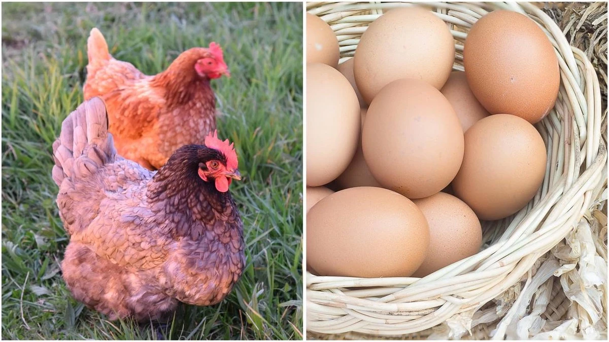 3 roky jsem nechápala, proč slepice na jaře špatně snášejí – dokud jsem neobjevila babiččin zápisník s trikem
