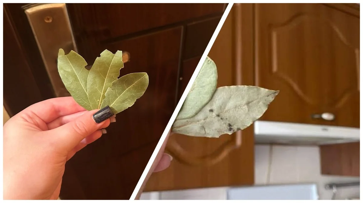 Proč zkušení Češi dávají bobkový list do soli, do kuchyně a pod polštář: 3 triky, které fungují hned