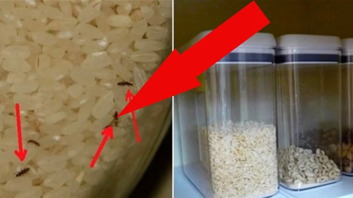 4 hřebíčky zatočí s potravinovým mollem: moje kuchyně je konečně bez škůdců