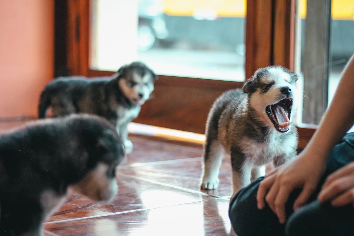 Proč se váš pes vyhýbá některým lidem: 4 jasné důvody