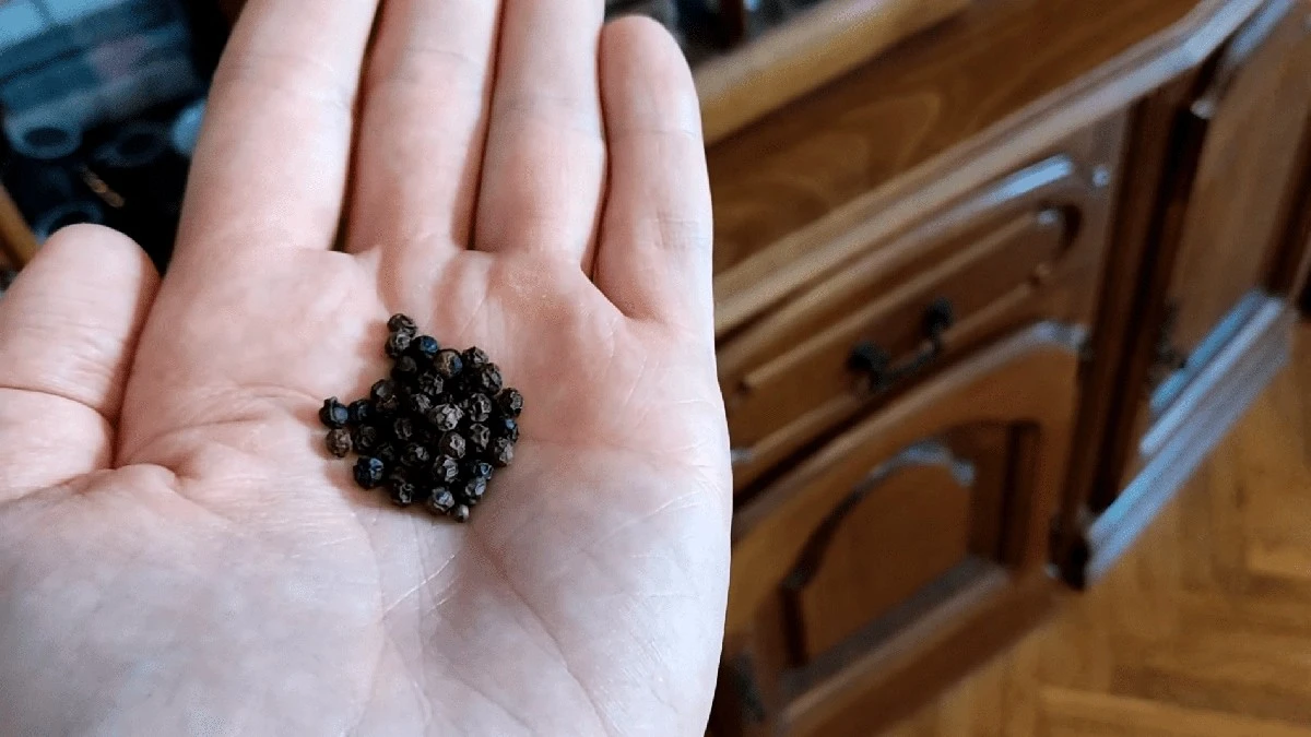 Proč si zkušení hospodáři sypou černý pepř pod nábytek a co to udělá s hmyzem v bytě