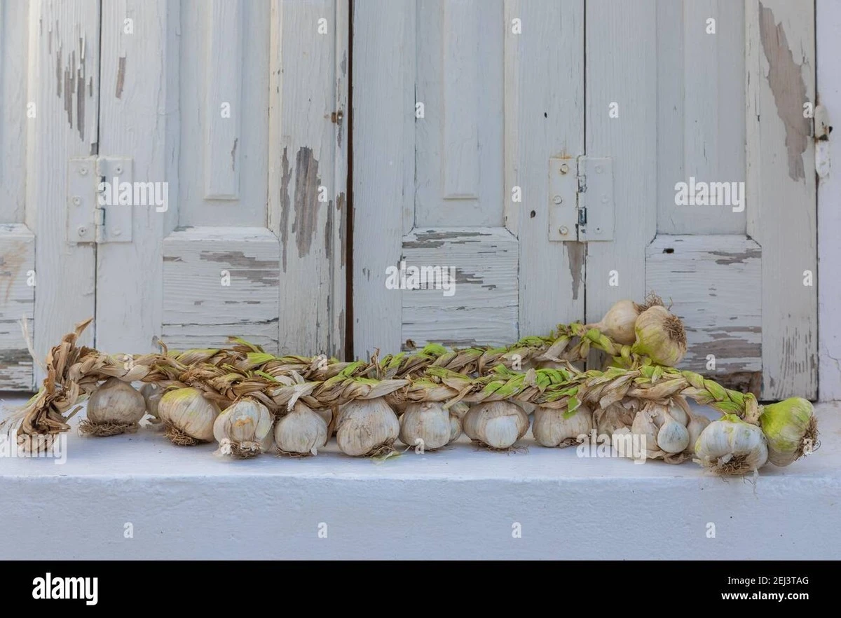 proczkusenizahr-extra-1.webp Proč zkušení zahrádkáři dávají houbu na dno květináče - image 1