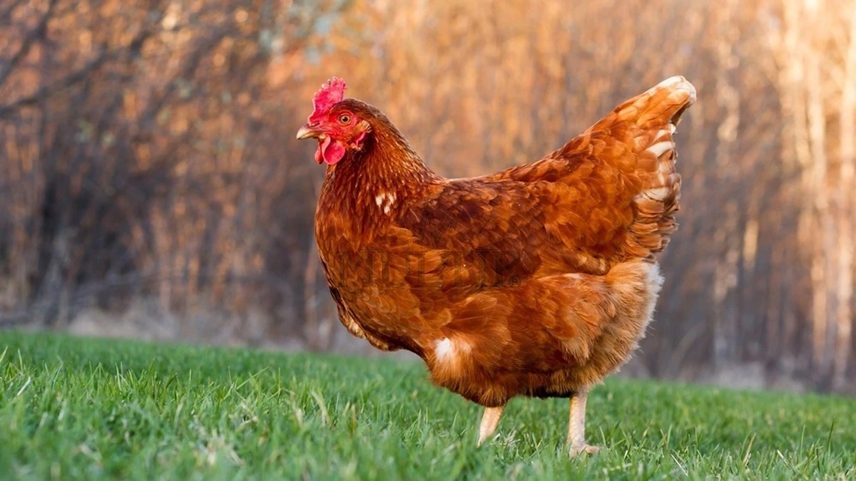 3 roky jsem nechápala, proč slepice na jaře špatně snášejí – dokud jsem neobjevila babiččin zápisník s trikem - image 1
