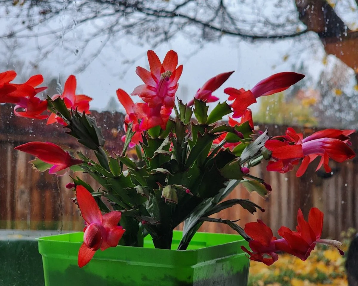 Proč zkušení zahrádkáři přidávají dvě lžičky superfosfátu do litru vody (kvete až do jara) - image 1
