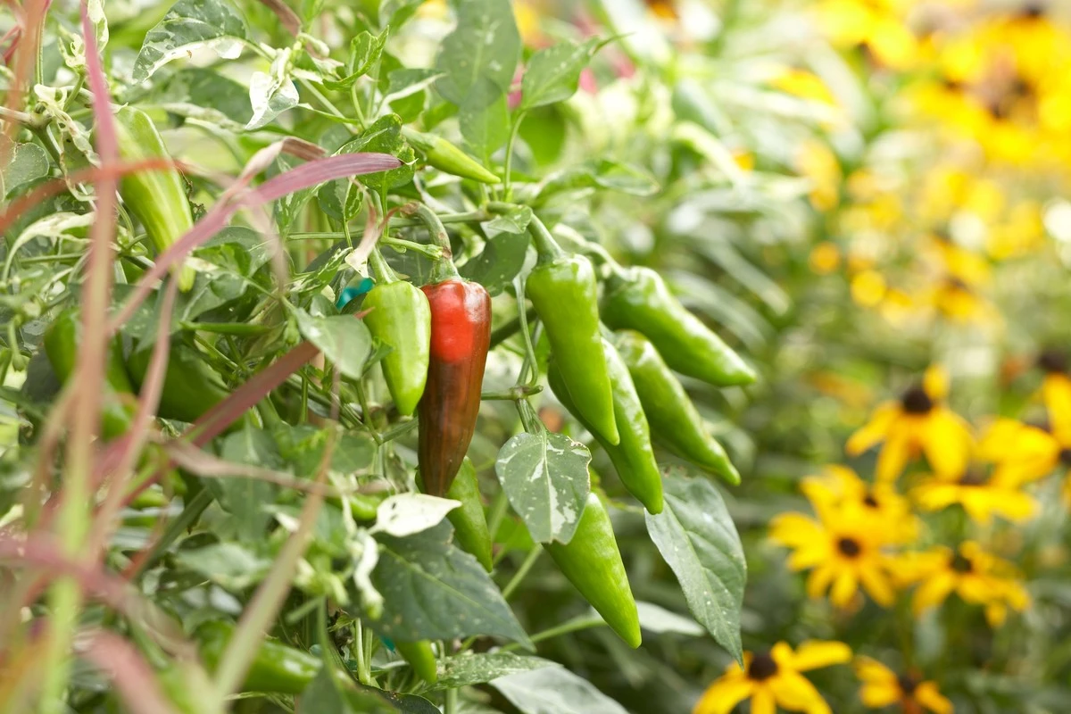 10 rostlin, které vysaďte k paprikám pro zdravější a bohatší úrodu