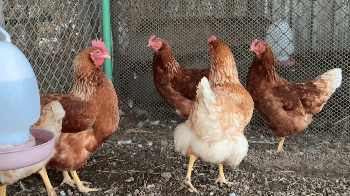 18 vajec denně: Co sousedka nevěřila, dnes se ptá na můj trik s kurníkem