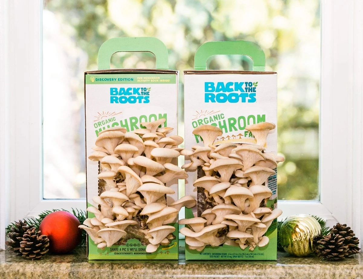 Kosení trávy může přinést nečekaný úlovek: jak na houby z plastové lahve - image 1