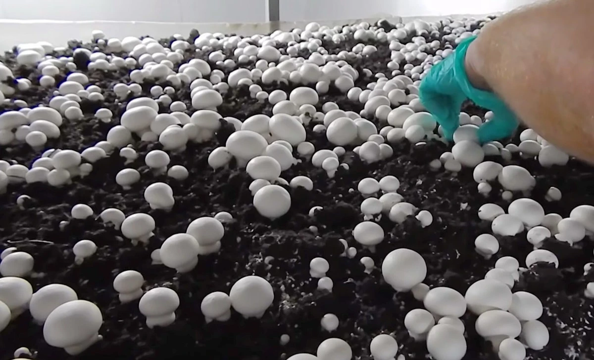 Domácí houby z krabice: Jak jsem vypěstoval první úrodu za 2 týdny