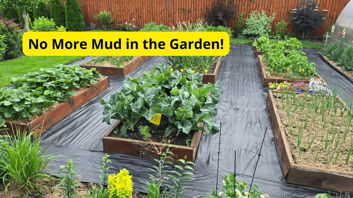 Zkušení zahradníci nesnášejí štěrk: Tajemství 5minutové cesty, kde neuvidíte bláto ani při dešti - image 2