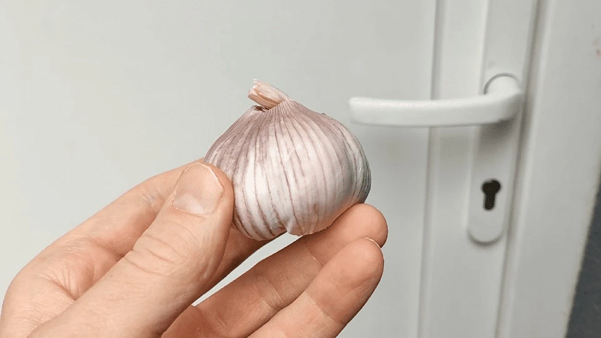 Proč zkušení zahrádkáři dávají houbu na dno květináče