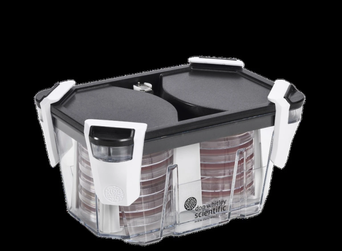 Kartonová krabice a 40W žárovka: Takto se líhnou kuřata bez drahého inkubátoru - image 1