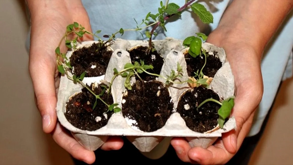 Proč zkušení Češi drží v každém mrazáku prázdný karton od vajec (Není to kvůli nim)