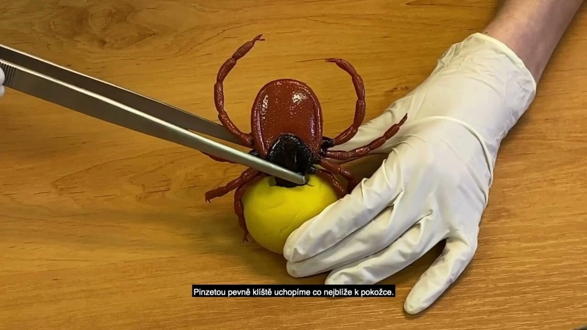 Jak vyndat klíště rychle a bezpečně: lesníci používají tuto jednoduchou metodu s PET lahví - image 2