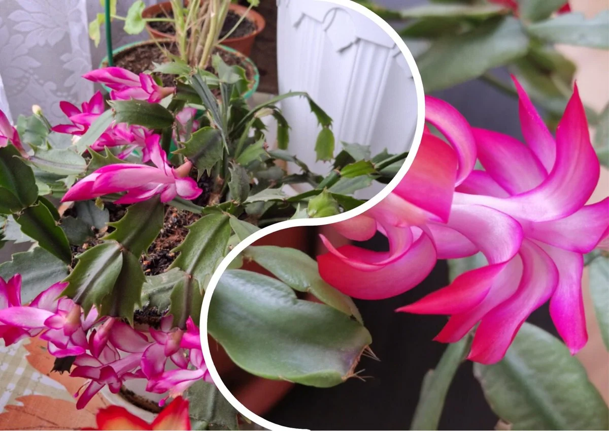 Proč zkušení zahrádkáři přidávají dvě lžičky superfosfátu do litru vody (kvete až do jara)