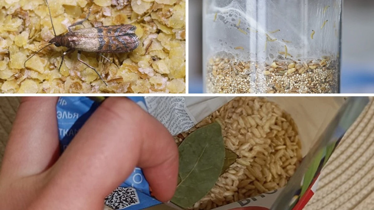 Jedlá moučka nemá šanci: koření za pár korun ochrání vaše sypké potraviny