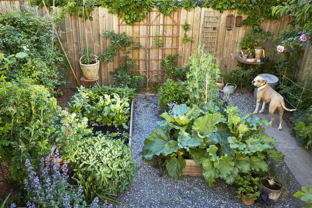Proč zkušení zahradníci letos sází banány a co to má společného s vaším psem