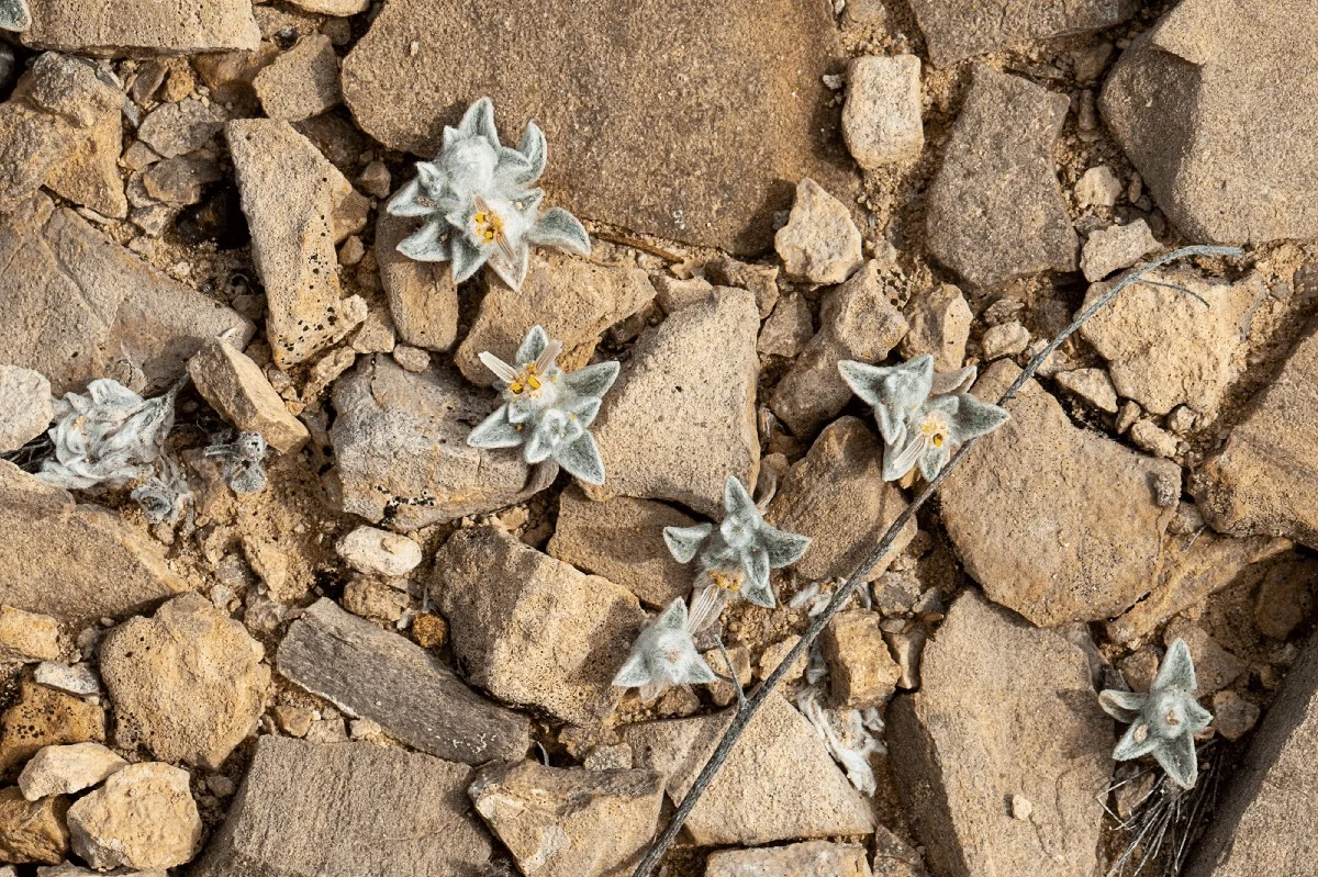 Vědci konečně objevili v Texasu tajný poklad: Rostlinu, která kvete jen po dešti