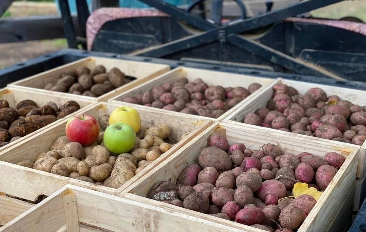 3 jablka v bramborách? Dědečkův trik proti klíčení funguje!