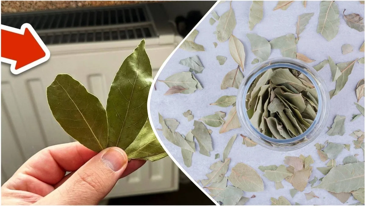 Proč dávám tři bobkové listy na topení a dva pod polštář: Nejlepší trik na ovzduší v domě